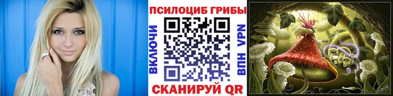 купить наркоту Шахунья Галлюциногенные грибы Psilocybine cubensis